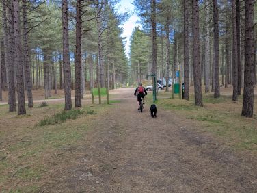 Mountain biking through the woods