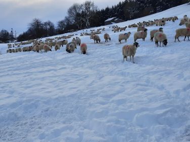Local area Winter view