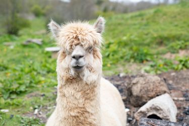 Alpacas