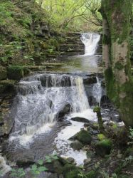 Slitt Wood, Westgate