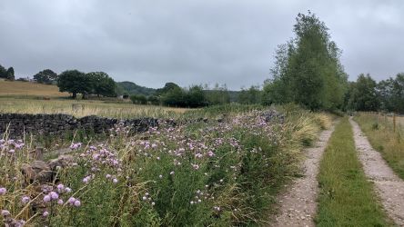 Whimsy by the Peaks