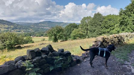 Whimsy by the Peaks