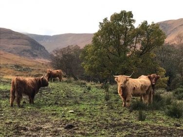 Local four legged friends!