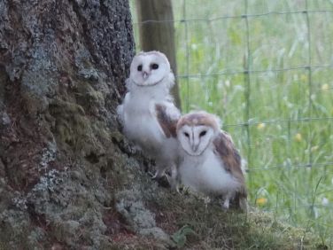 Our barn owl babies - June 2021