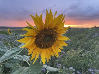 Sunflowers grown at Elwick