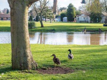 Ducks, swans, geese and coots are just some of the visitors