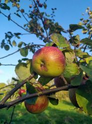 Scrump some apples from end of July. We have 70 fruit trees