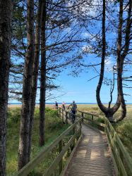 Through The Pinewoods At Holkham Beach