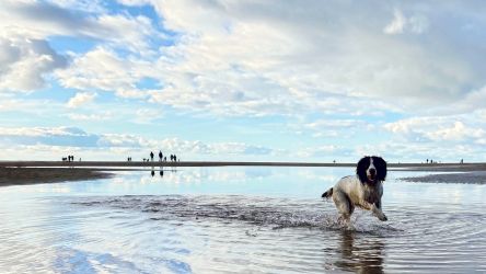 Aberdovey Hillside Village - dogs love Aberdovey's sandy beach too!