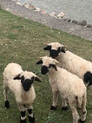 Meet the Girls Valais Black Nose