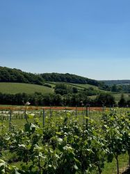 Vineyard of Domaine Evremond