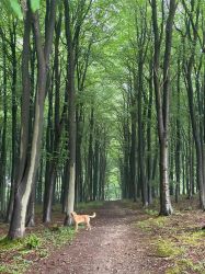 Ancient Woodlands in AONB on Kent Downs