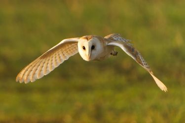 Barn Owl (North Norfolk)