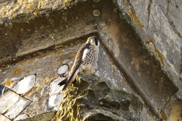 Peregrine Falcon (Cromer)