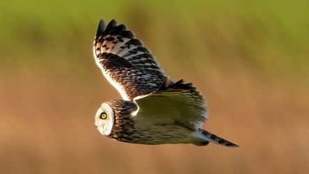 Short Eared Owl (North Norfolk)