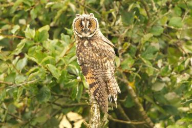 Long Eared Owl (North Norfolk)