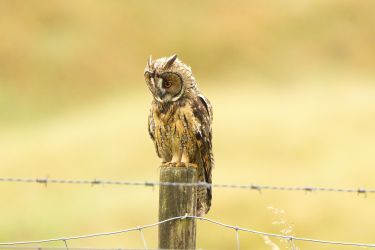 Long Eared Owl (North Norfolk)