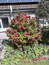 A Ruby Wedding camelia