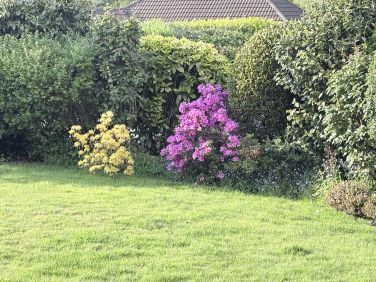 Inside the hedge by the driveway.