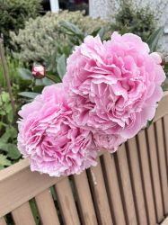 Our peonies in 2026.