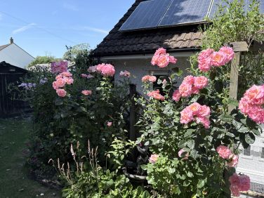 Roses between Parc Drae and the owners' property.