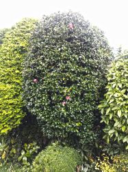 This camellia usually blooms from the week between Christmas and New Year for many weeks.