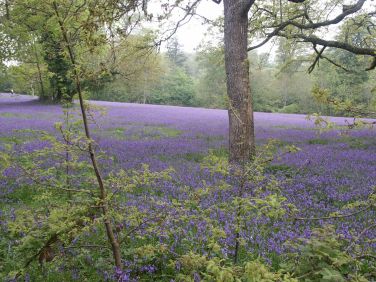 Bluebells at Enys, Penryn