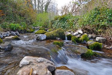Worthy stream alongside garden