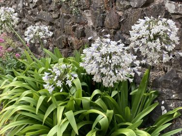 Agapanthus along beach path