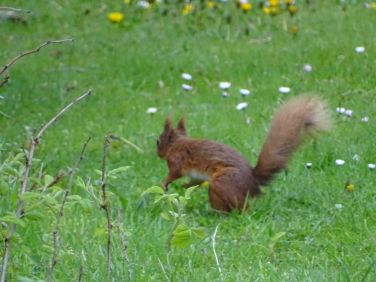 Squirrels are in abundance