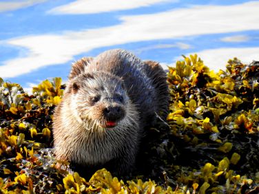 Hopefully you will be lucky to see otters at play