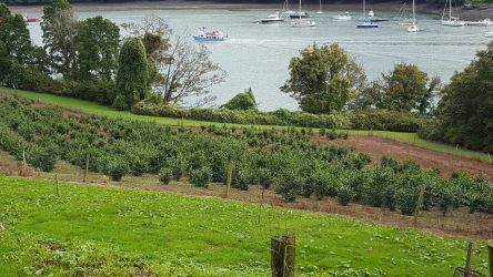 Tea growing on banks of Fal