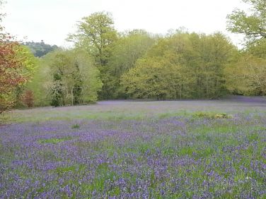 Enys gardens, Penryn, late May