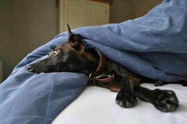 Dogs are welcome (and adored!) at the Beach Retreat self-catering accommodation in Woolacombe