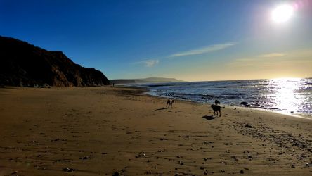 Quiet dog friendly beaches on the Isle of Wight