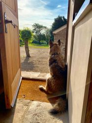 Dog friendly holidays