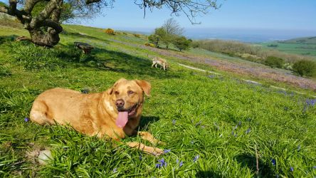 Ventnor Downs dog walks on the Isle of Wight.