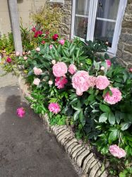 Kitchen window Peonies