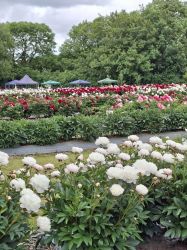 Our local open day at the Peony farm, enquire if you want to be at the cottage for the next open day