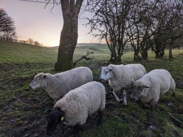 Glanyravon Pet Sheep