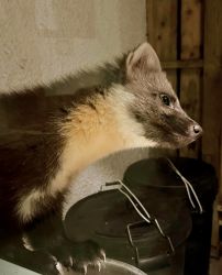 One of many pine martens visiting the windowsill most nights for their evening food.