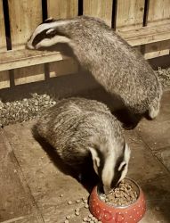 Most evenings, we welcome one or more late-night visitors arriving at the garden feeding area.