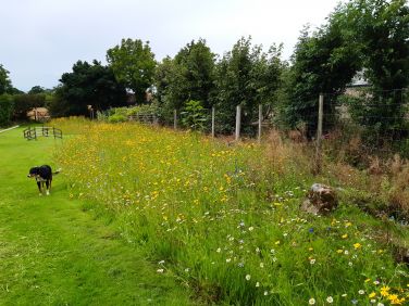 Wildflower meadows throughout