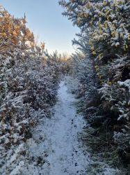 Paths in the snow