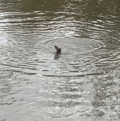 Utter surfacing below Ludford Bridge