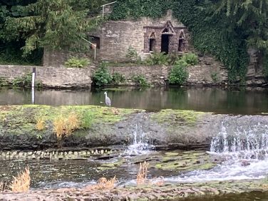Heron on Horseshoe Weir