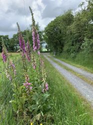 Blaendyffryn Fach