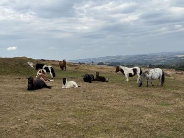 Ponies on Llanllwni Mountain