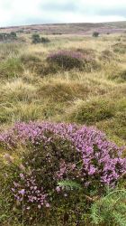 Blaendyffryn Fach
