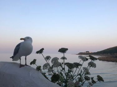Cliff the seagull on hand to keep an eye on proceedings!